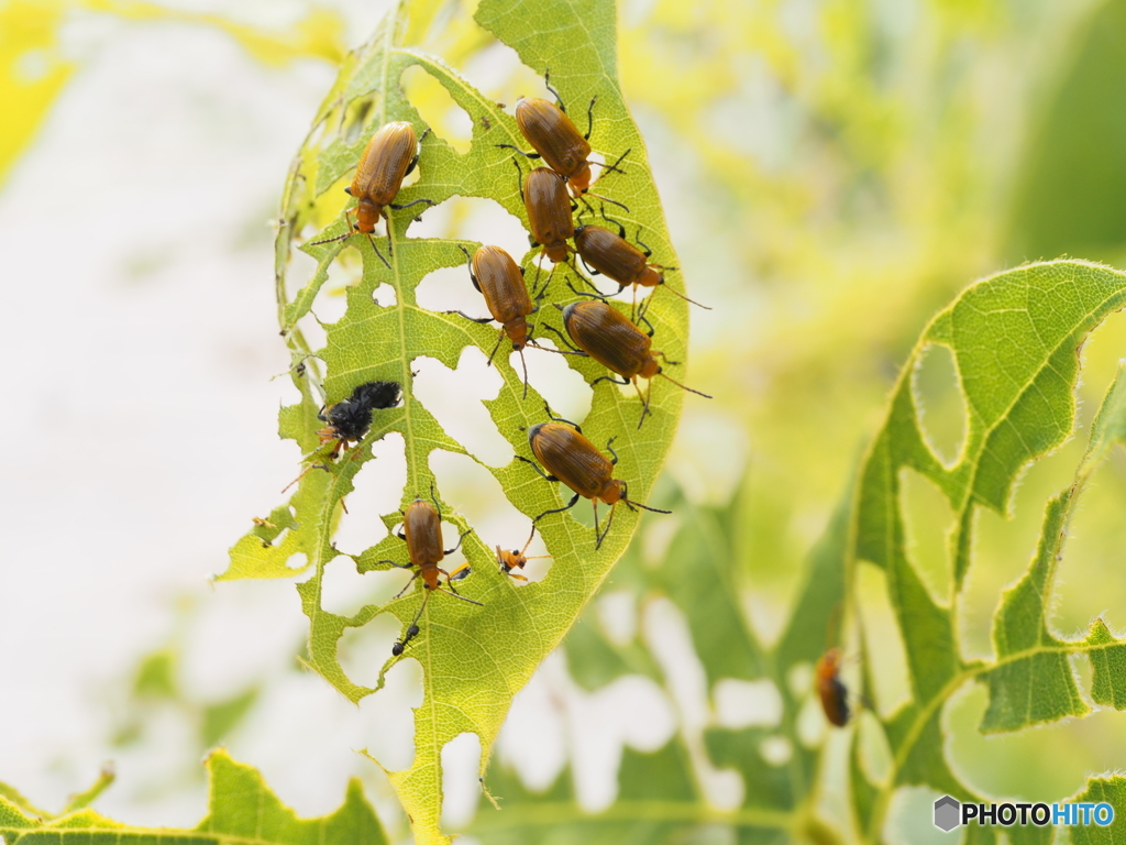クズクビボソハムシ