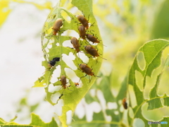 クズクビボソハムシ