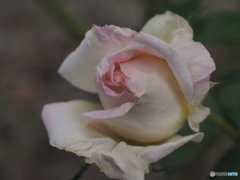 薔薇