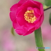 山茶花