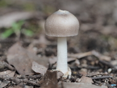 キノコ