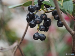 トウネズミモチ