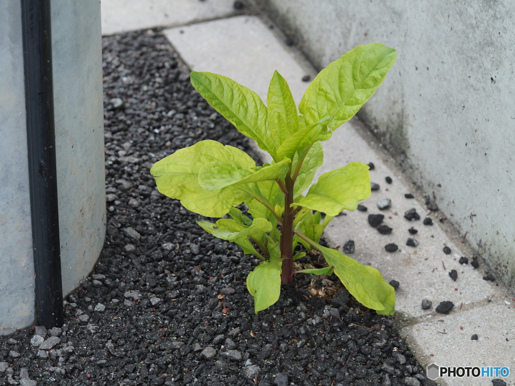強い帰化植物