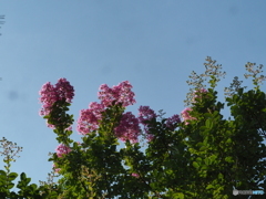 百日紅の花