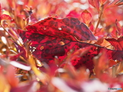 紅葉