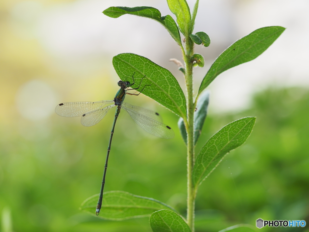 アオイトトンボ