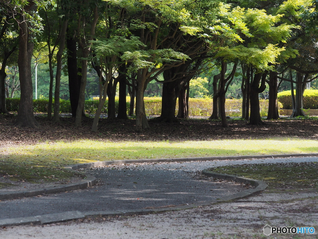 ８月の公園－３