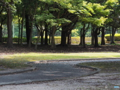 ８月の公園－３