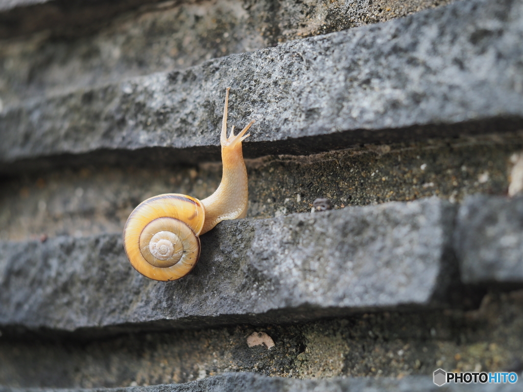 カタツムリ