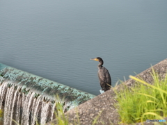 カワウ