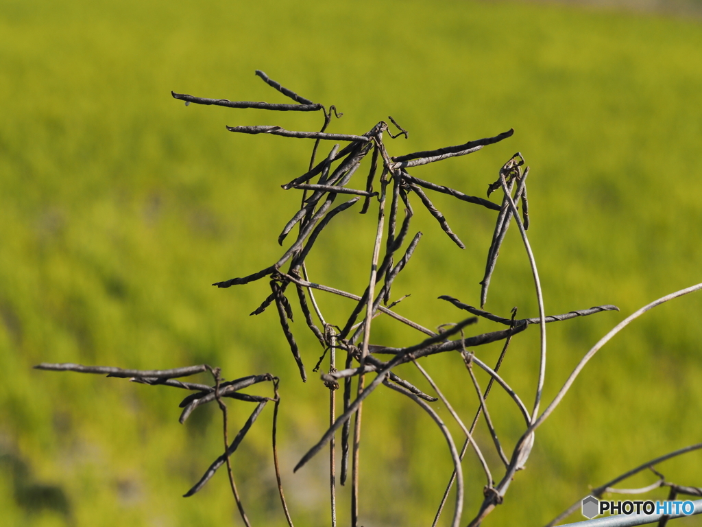 カラスノエンドウ