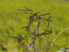 カラスノエンドウ