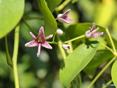 ムベの花
