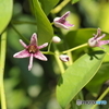 ムベの花