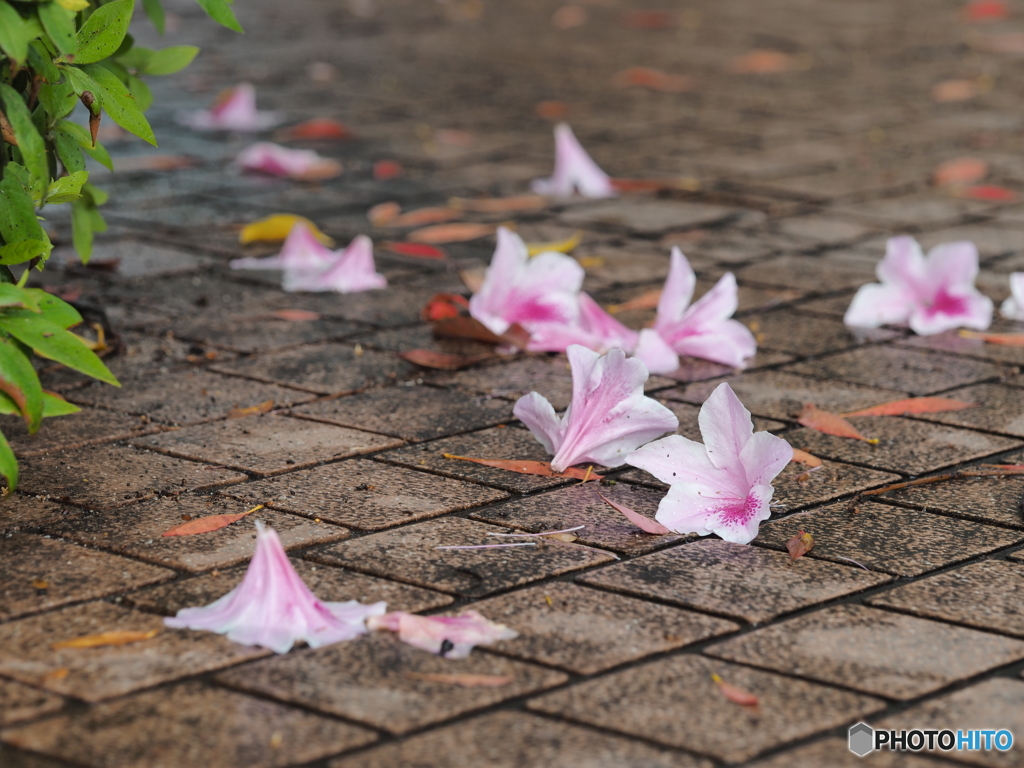 春雨－２