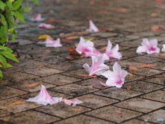 春雨－２