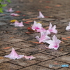 春雨－２