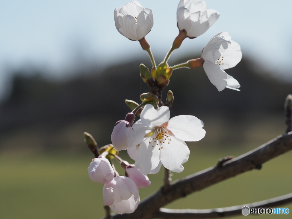 桜咲く