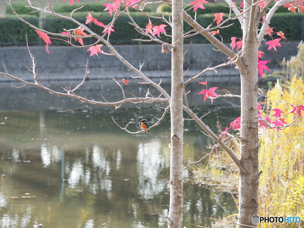 紅葉とカワセミ