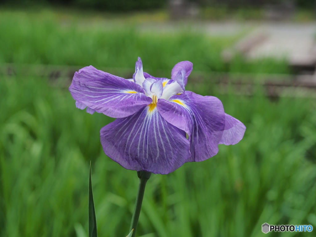 花菖蒲