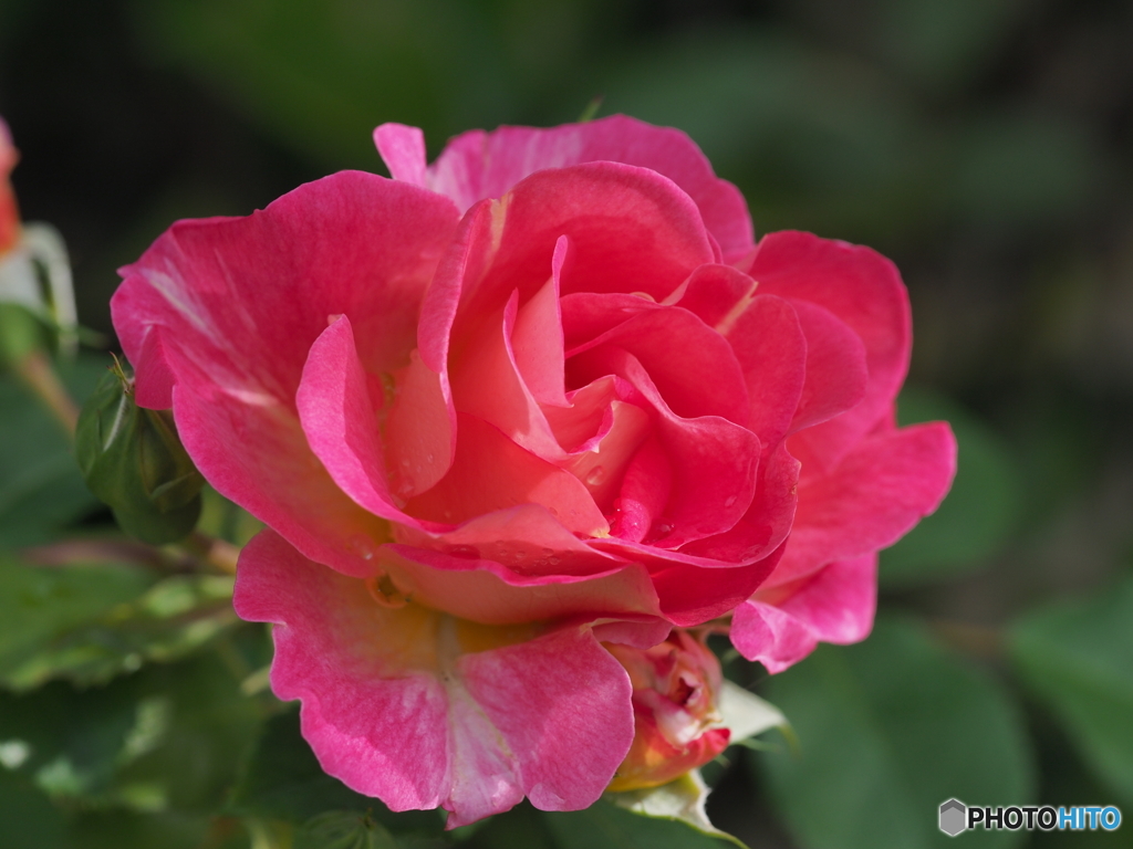 薔薇