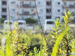 トンボ－２