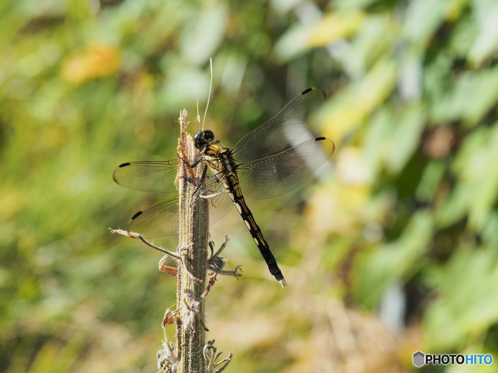 シオカラトンボ