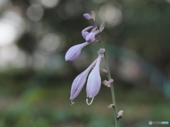 ギボウシの花