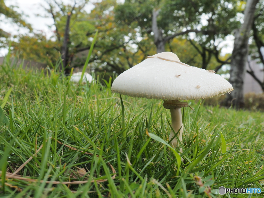 雨後のキノコ