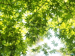 青もみじ
