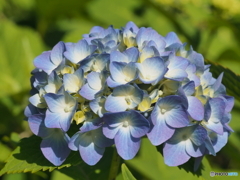 紫陽花の季節始まる