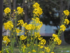 菜の花