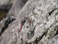 コノシメトンボ