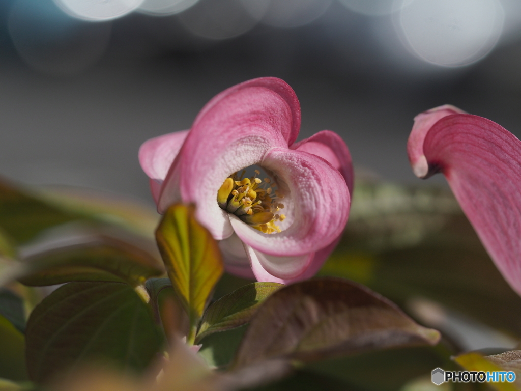 花水木