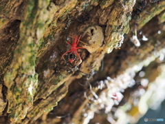 ヨコヅナサシガメ