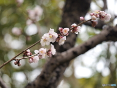 杏の花