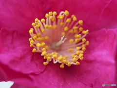 花蕊