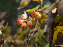 山茱萸の実