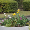 公園の花壇