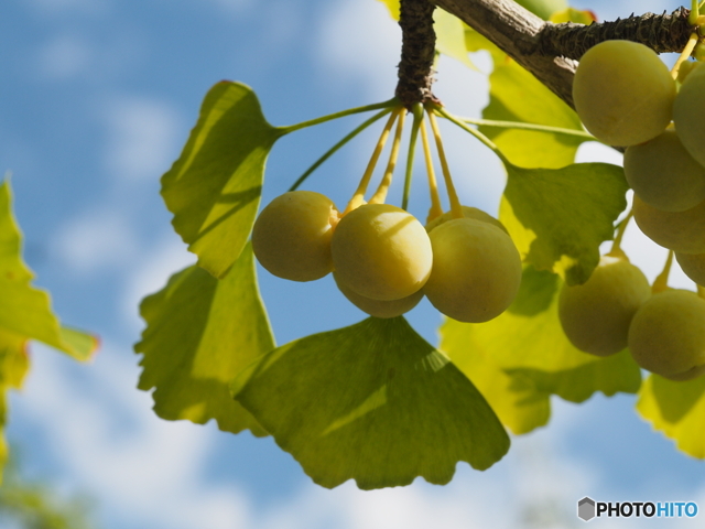 花・草木写真集