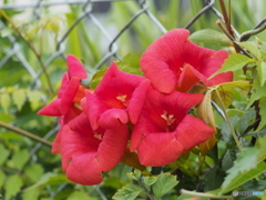 ネットフェンスの花