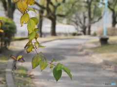 散歩道