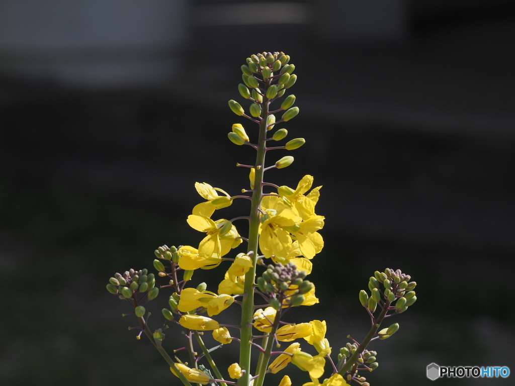 葉牡丹の花