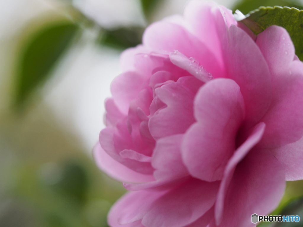 山茶花－３