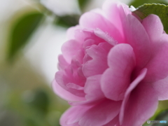 山茶花－３