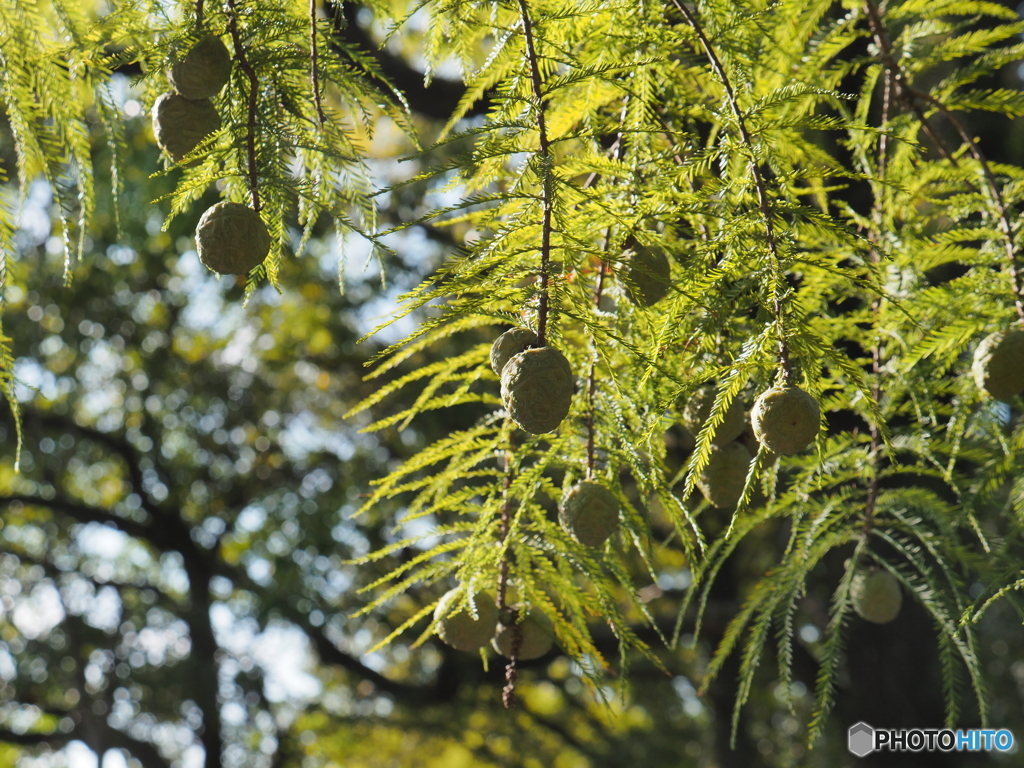 ラクウショウの実