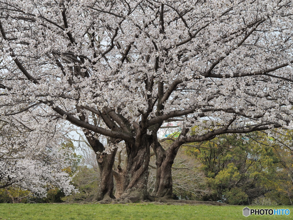 満開の桜