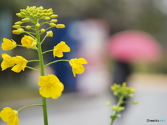 春の雨