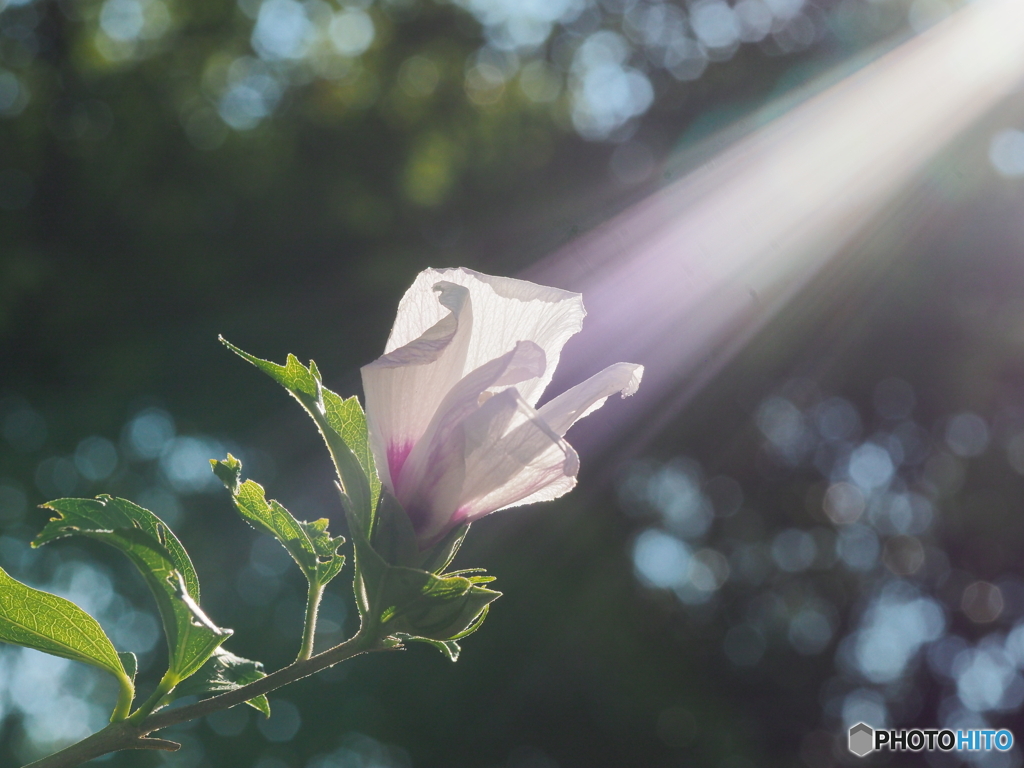 ムクゲの花