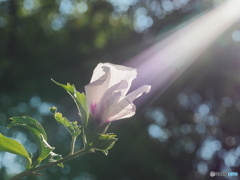 ムクゲの花